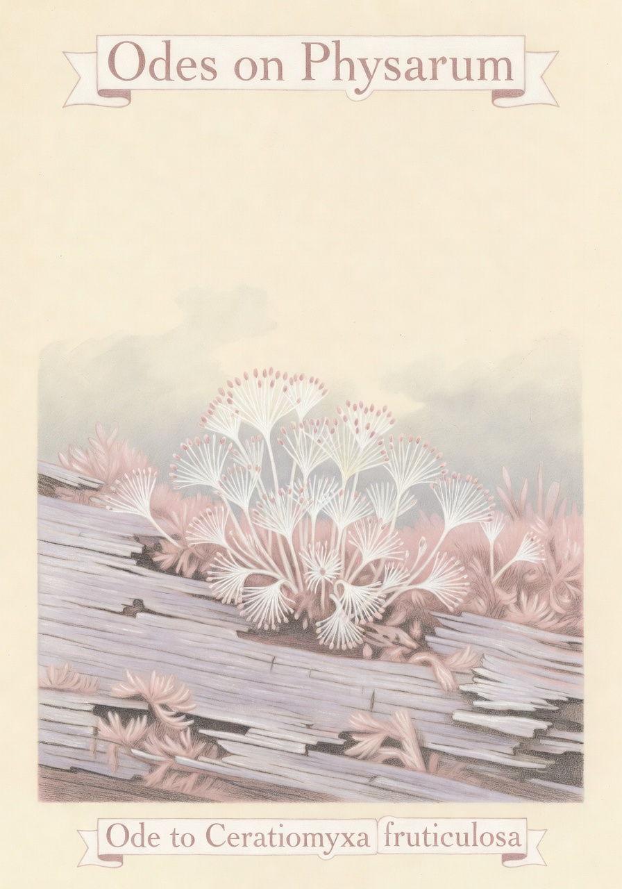 Variant 2